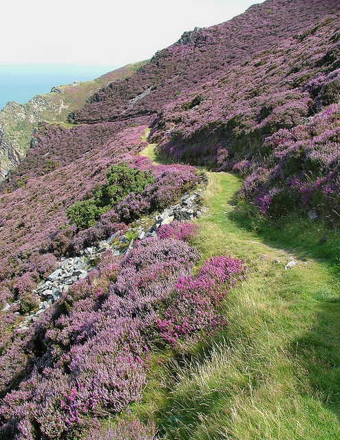 Truly spectacular sea cliff paths are the order of the day all along the Exmoor and North Devon coast